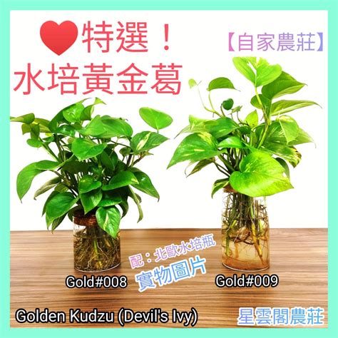 水種植物招財|改運、招財、添手氣，十大招財植物選擇/室內如擺放。